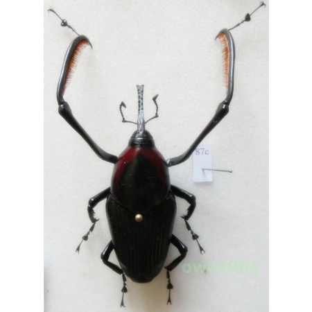 Cyrtotrachelus buqueti (Guérin, 1844) 54mm Thailand87c
